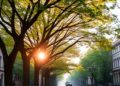 Trees Halve Urban Heat but Unequal Climate Benefits — Technology and Engineering