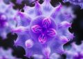 UC3M Researchers Uncover How Tissue Acidosis Disrupts Cellular Transport Systems — Biology