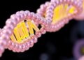 UMass Chan Scientists Pioneer Gene Editing Technology That Rewrites Entire Genome Chapters — Biology