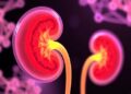 USC Researchers Initiate Study on the Most Advanced Lab-Grown Kidney Structures — Biology