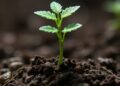 Ubiquitin Drives Seedling Growth via Mitochondrial Cleanup — Biology
