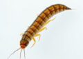 Uncovering C. elegans Immunity via Genetic Screens — Biology