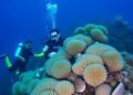 Unveiling the Unseen Effects of Scuba-Diving Tourism on Coral Reef Ecosystems — Technology and Engineering