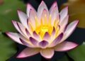 Water Lily Genomes Reveal Angiosperm Evolution Innovations — Biology