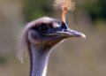 Why Emus Can’t Fly: Unlocking the Mystery Hidden in Bird Embryos — Biology