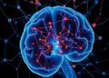 Wired from the Womb: Mapping Early Brain Connections — Technology and Engineering