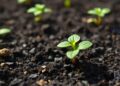 8-Year Field Study Reveals Biochar Benefits May Diminish Sooner Than Anticipated — Agriculture