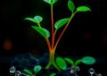 AI Advances the Design of Enhanced Biochar Catalysts to Combat Antibiotic Pollution — Chemistry