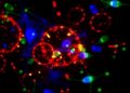 AI-Driven CardioNVT Revolutionizes High-Throughput In Situ Cardiomyocyte Ploidy Analysis Without Immunostaining — Biology