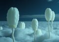 Acidophilic Fungi: Potential Life in Venus Clouds — Technology and Engineering