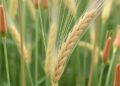 Active Helitron Transposon Family Discovered in Wheat — Biology