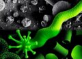 Bacterial Shifts Under Arsenic and Cadmium Pollution — Technology and Engineering