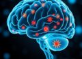 Brain Signals Body After Injury: Review Suggests Discarded Vesicles May Drive Repair — Technology and Engineering