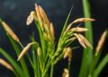 Breakthrough in Magnesium Transporter Discovery Promises Enhanced Nutrition and Flavor in Rice — Agriculture