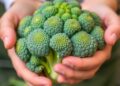 Broccoli’s Eastward Shift Offers Insight into the Future of Produce — Agriculture