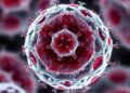 Calpeptin Blocks Red Blood Cell Vesicles, Reduces Inflammation — Technology and Engineering