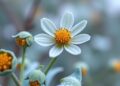 Cold-Induced Peptides Boost Pollen and Yield — Medicine