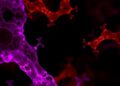 Commensal Acetylcholine Boosts Mucosal Immunity — Medicine