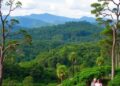 Conservationists Highlight Importance of Preserving Intact Forests Within Coffee Landscapes — Agriculture