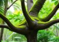 Copal Tree Genetics Reveal Tropical Forest Connectivity — Biology