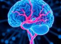 Deep Learning Advances Classification and Cognitive Profiling in Subcortical Vascular Cognitive Impairment — Technology and Engineering