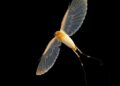 Delicate Long-Distance Flyers with Parchment-Thin Wings: A Scientific Exploration — Biology