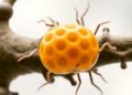 Dolichol Biosynthesis Conserved Across Eukaryotes, Extending Beyond Humans — Biology