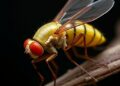 Drosophila Study Uncovers How the Immune System Modulates Development Amid High Sugar Levels — Biology