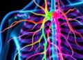 Dynamic Biophysical Coupling Advances Peripheral Nerve Interfaces — Technology and Engineering