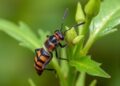 €6 Million Initiative Launches to Combat Escalating Plant Pest Crisis Threatening Europe’s Crops — Agriculture