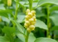 Efficient Prime Editors Enable Multiplex Genome Editing in Soybean — Biology