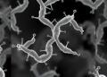 Enhanced Riboflavin Production Achieved in Bacillus subtilis through Transporter Engineering — Biology