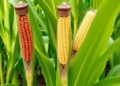 Enhancing Nitrogen Absorption in Corn Plants: A Breakthrough in Crop Science — Biology