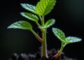 Erasing Epigenetic Memory via Plant Somatic Embryogenesis — Biology