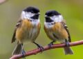 Female Chickadees Select Male Partners Based on Cognitive Abilities — Biology