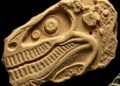 Fossils and DNA Reveal Jurassic Origin of Angiosperms — Biology