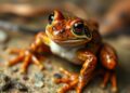 From Paleogene to Anthropocene: Evolution of Northeast Asian Frogs — Biology