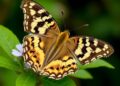 “Geriatric” Butterfly Species Lives Almost Three Times Longer Than Its Relatives, Study Finds — Biology