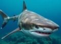 Groundbreaking Discovery: New Shark Species Identified for the First Time — Technology and Engineering