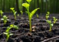 Harnessing Microbes: Unlocking Sustainable Carbon Storage in Farmland with Biochar — Agriculture