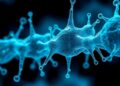 Hebrew University Researchers Prof. Yuval Dor and Dr. Agnès Klochendler Receive Prestigious ERC Advanced Grant for Pioneering Type 1 Diabetes Research — Medicine