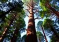 Here’s a revised version of your headline for a science magazine post: “After Years of Searching, We Discovered ‘The Heaven Sword’ — East Asia’s Tallest Tree” — Technology and Engineering