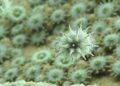 How Extreme Adaptation Enables Single-Celled Organisms in the Dead Sea to Swim — Biology