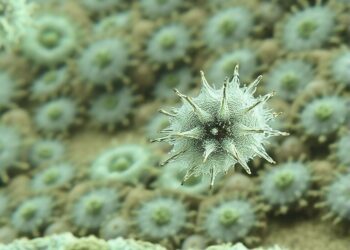 How Extreme Adaptation Enables Single-Celled Organisms in the Dead Sea to Swim — Biology