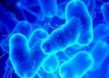 How Intestinal Mucus Influences Klebsiella pneumoniae Colonization and Antibiotic Effectiveness — Biology