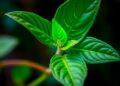 How Plants Accelerate Energy Flow to Repair Injured Tissues — Agriculture
