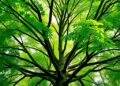 How Tree Crown Architecture Unveils the Role of Shade Tolerance in Forest Competition and Coexistence — Agriculture