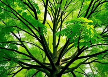 How Tree Crown Architecture Unveils the Role of Shade Tolerance in Forest Competition and Coexistence — Agriculture