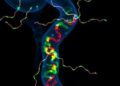 HuR Drives RyR2 Expression for Brown Fat Thermogenesis — Technology and Engineering