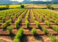 Improving Meta-Analyses in Agricultural Sustainability Still Flawed — Agriculture